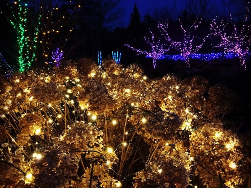 Gardens Aglow at Coastal Maine Botanical Gardens